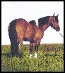 Bonnington Express, 1986 Bay Tobiano Stallion