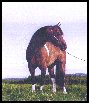 Bonnington Express, 1986 Bay Tobiano Stallion